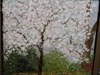 gal/Quiltefestival_i_Middelfart_2007/Udstilling/thumbnails/_thb_quiltefestival2007077.jpg